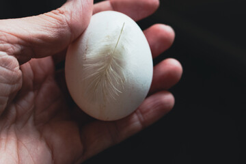 White chicken egg with feather in human hand. Woman holding egg and bird feather on dark background. Rural food. Easter egg, isolated. Breakfast on farmland. Happy Easter concept. 