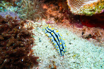 Sea slug seen while diving in Bali