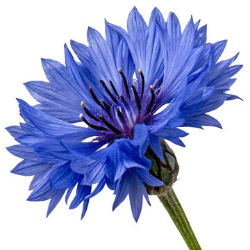Close-up of a vibrant blue cornflower with intricate petals and detailed textures, isolated on a white background, concept of nature