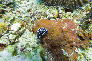 Sea slug seen while diving in Bali