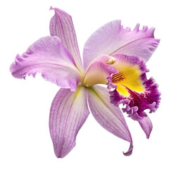 Close-up of a pink orchid flower with ruffled petals and vibrant yellow center, captured on a plain white background, showcasing beauty
