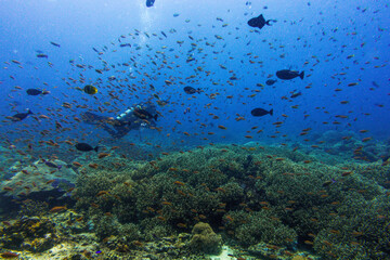 diving in bali