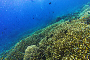 diving in bali