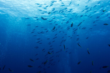 diving in bali