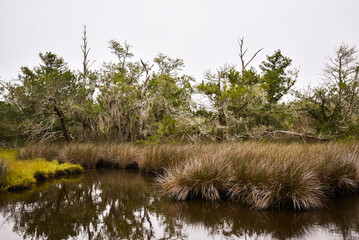 reeds in the water