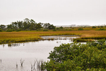 landscape with lake