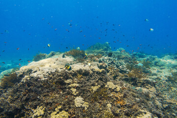 diving in bali