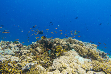 diving in bali