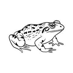 reptiles- frog line and fill art vector illustration