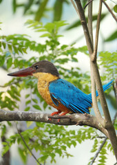 Beautiful kingfisher bird close up view