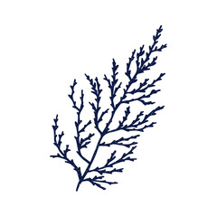 Coral branch, marine plant. Exotic seaweed, tropical underwater alga. Sea reef element. Natural organic undersea decoration. Ocean decor. Flat vector illustration isolated on white background