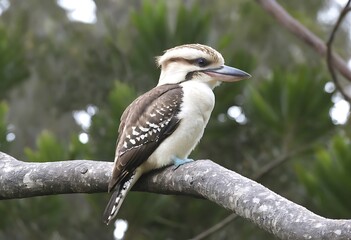 Fototapeta premium Kookaburra perched on a branch in a lush forest. A Kookaburra bird displaying its distinctive markings and profile sits perched gracefully on a weathered tree branch