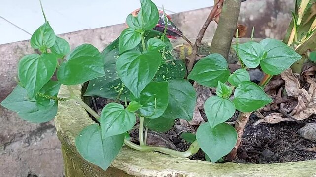 Chinese betel plant (Peperomia pellucida). This plant has shiny green, heart-shaped leaves and soft stems. Chinese betel is often used in traditional medicine.