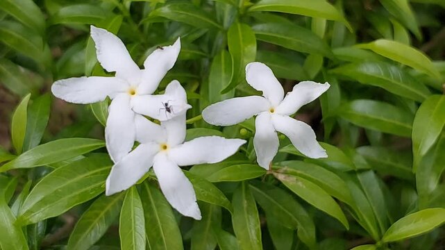 Jasmine flower (Jasminum sambac). This flower has white petals with five strands and shiny green leaves. Jasmine is often used in traditional ceremonies and as a perfume ingredient.