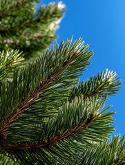 Fototapeta premium A close up of a pine tree branch against a blue sky