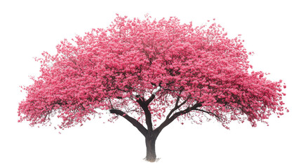 Pink tree isolated on white background 