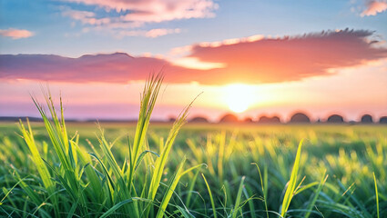 Fototapeta premium 夕日に包まれる新鮮な緑の芝生が自然の美しさを引き立てる風景.生成AI