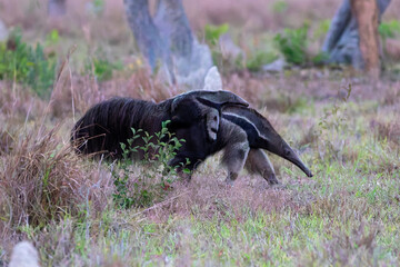 Ein weiblicher Grosser Ameisenbär trägt sein Junges auf dem Rücken in der Seitenansicht