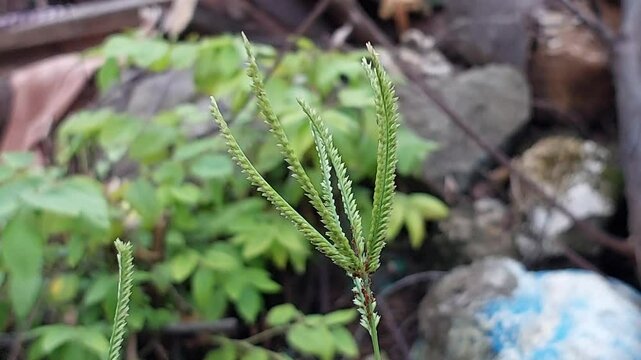 Lycopodium clavatum, known as club moss. This plant has a creeping stem with upright branches and small, needle-shaped leaves. Club moss is often found in forests and mossy areas.