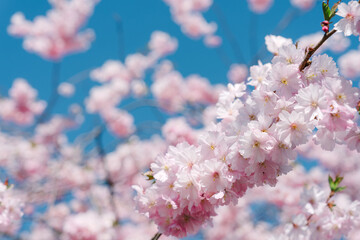 Cherry Blossoms in Full Bloom Under Blue Sky