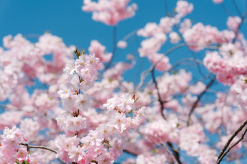 Cherry Blossoms in Full Bloom Under Blue Sky