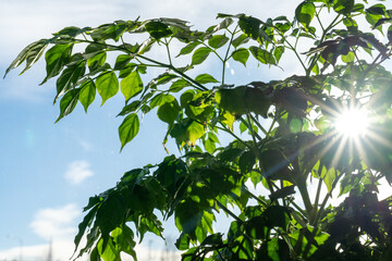 Radiant Sunlight Streaming Through Green Leaves Against a Blue Sky