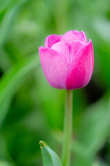 Close-Up of a Pink Tulip