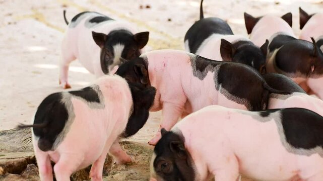 Mini Pigs at Exotic Zoo Gathering