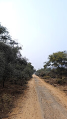 A peaceful dirt path winds through dense jungle greenery, offering a tranquil escape into untouched wilderness and natural beauty.