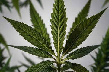 Green leaves fresh foliage dark