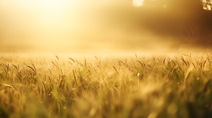 Fototapeta premium Golden Wheat Field Bathed in Sunrise Light