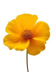  A single yellow flower against a plain background, highlighting its delicate petals and simple beauty. The image is clean and minimalist.