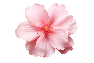 Beautiful and photorealistic pink flowers on isolated background