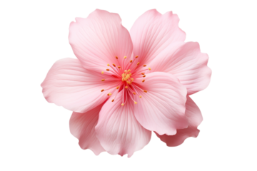 Beautiful and photorealistic pink flowers on isolated background