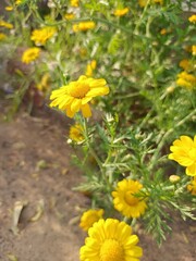 yellow flowers in the garden