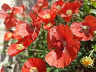 Fototapeta premium red poppy flowers