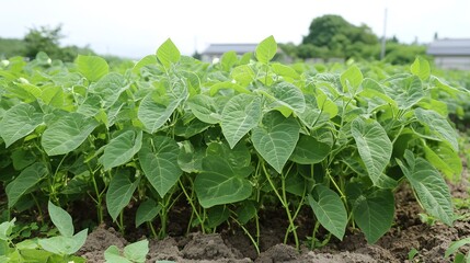 Lush Green Bean Plants Growing In A Field