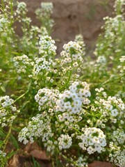 flowers in the garden
