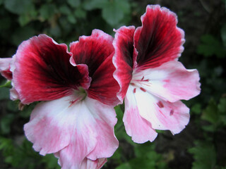 Obraz premium A beautiful, large flower. Bright, pink, red and white colors.