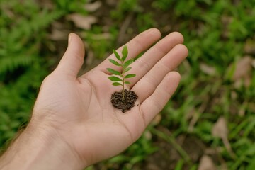Hand Holding Small Plant Seedling with Soil Against Green Nature Background