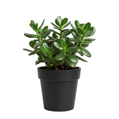 Fototapeta premium Decorative plants, potted flowers, office greenery, home decor plants, cafe decorations, indoor plants, flowering houseplants, aesthetic foliage, vibrant blossoms, modern plant decor on white backgrou