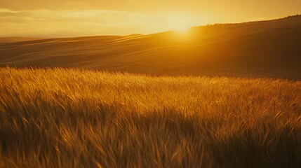 Obraz premium Golden Wheat Field Sunset Landscape Scene