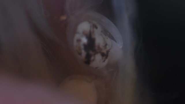 Cyctacanth stage (Acanthocephala) fish cestode larva (Trianchoratus sp.) in Channa striata under the microscope in Lab.