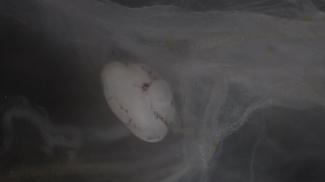 Cyctacanth stage (Acanthocephala) fish cestode larva (Trianchoratus sp.) in Channa striata under the microscope in Lab.