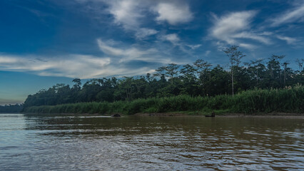 Morning in the tropical rain forest. A Borneo pygmy elephant is roaming the river. Above the water is the head, the tip of the trunk, and the back. Lush green grass, thickets of trees on the shore