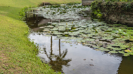 A pond with water lilies in a tropical park. The buds rise above the water. The leaves float on the surface. A green lawn and a stone fence around the perimeter. Reflection of palm trees. Malaysia.