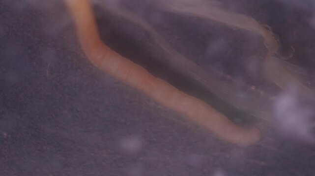 Cyctacanth stage (Acanthocephala) fish cestode larva (Trianchoratus sp.) in Channa striata under the microscope in Lab.