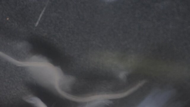 Cyctacanth stage (Acanthocephala) fish cestode larva (Trianchoratus sp.) in Channa striata under the microscope in Lab.