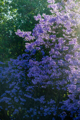 Obraz premium Jacaranda bloom in Mexico city