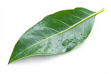 Obraz premium Fresh Green Leaf Isolated on White Background for Natural Beauty and Wellness